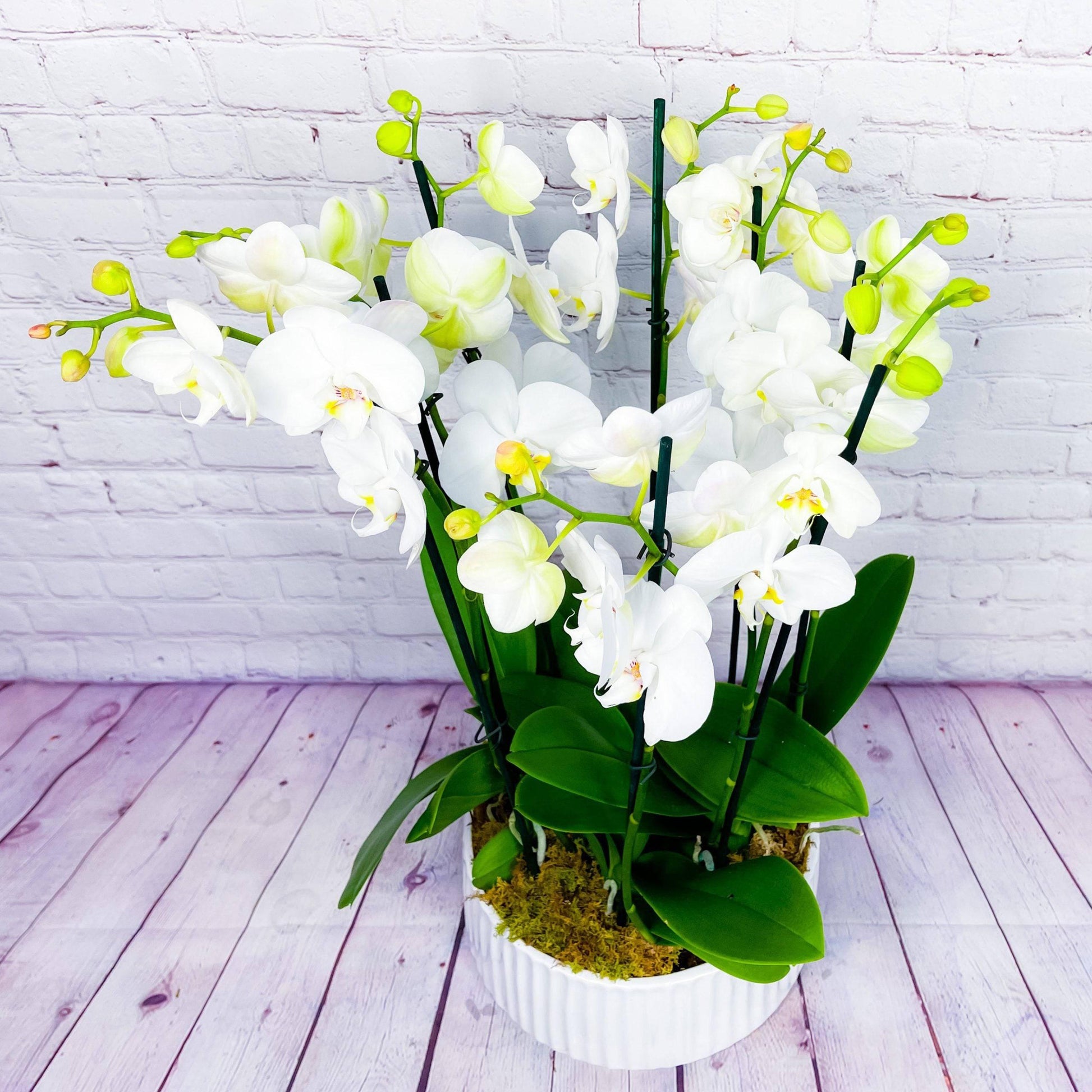 Orchid Planter | 8 Phalaenopsis Orchid Plants - DGM Flowers  | Fort Lauderdale Florist