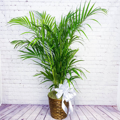Palm Plant - DGM Flowers  | Fort Lauderdale Florist