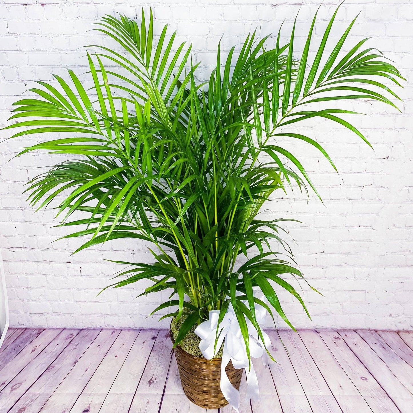 Palm Plant - DGM Flowers  | Fort Lauderdale Florist